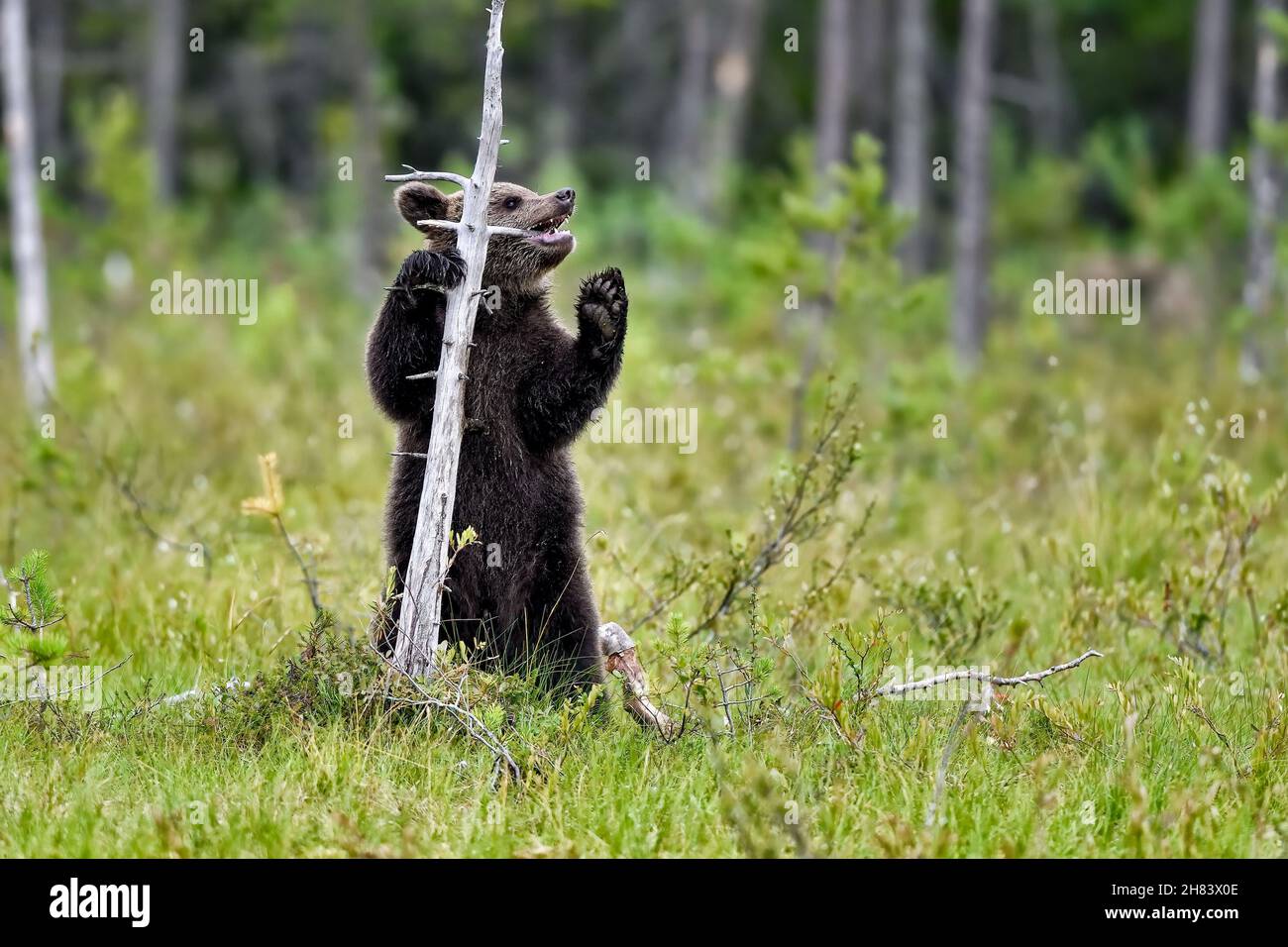 Bear cub apprend en goûtant des choses. Banque D'Images