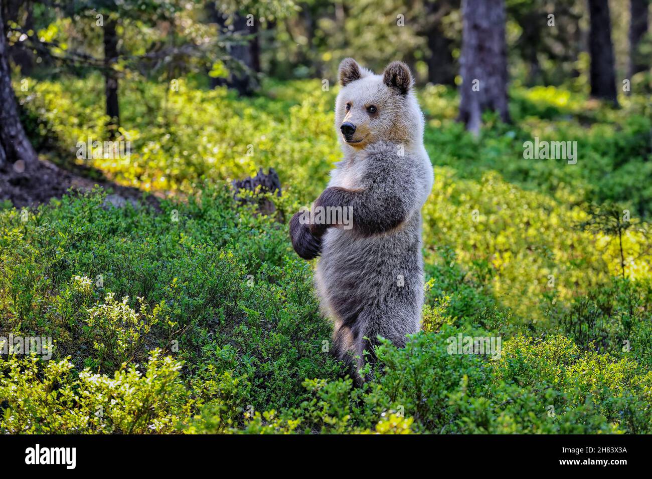 Ce cub à l'ours semble heureux dans la forêt. Banque D'Images