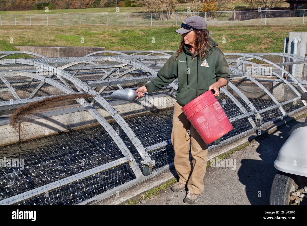 Technicien nourrissant les petits dans la voie de passage, conservation Centre, Shepherd of the Hills Fish Hatchery. Banque D'Images