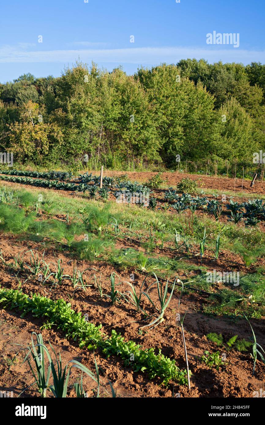 Europe, Italie, Toscane, près de San Michele, Poderaccio Organic Farm with Mixed arable Biological Farming Banque D'Images