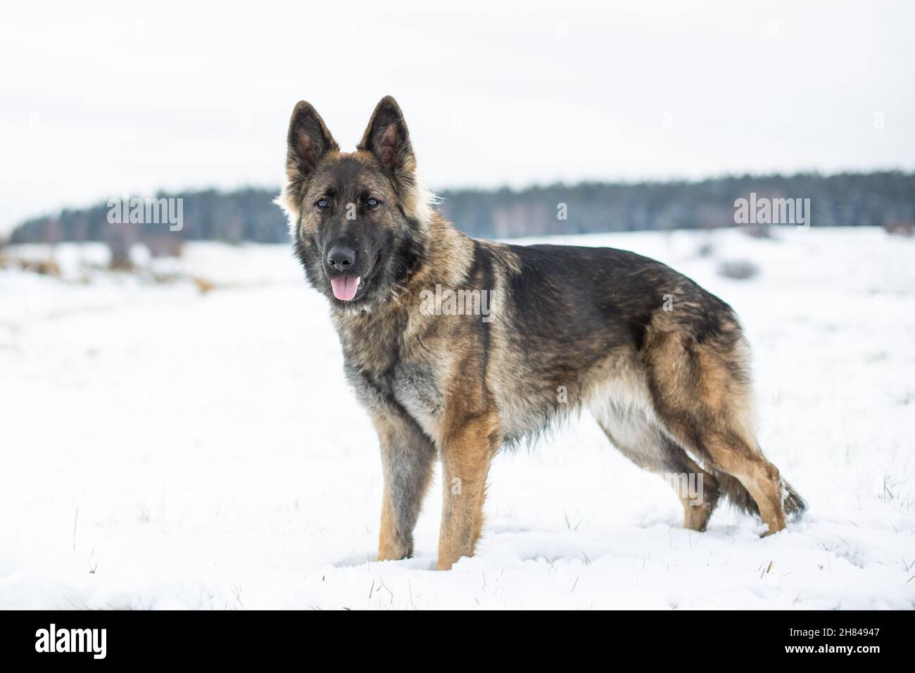 Berger allemand (alsacien) debout dans la neige Banque D'Images