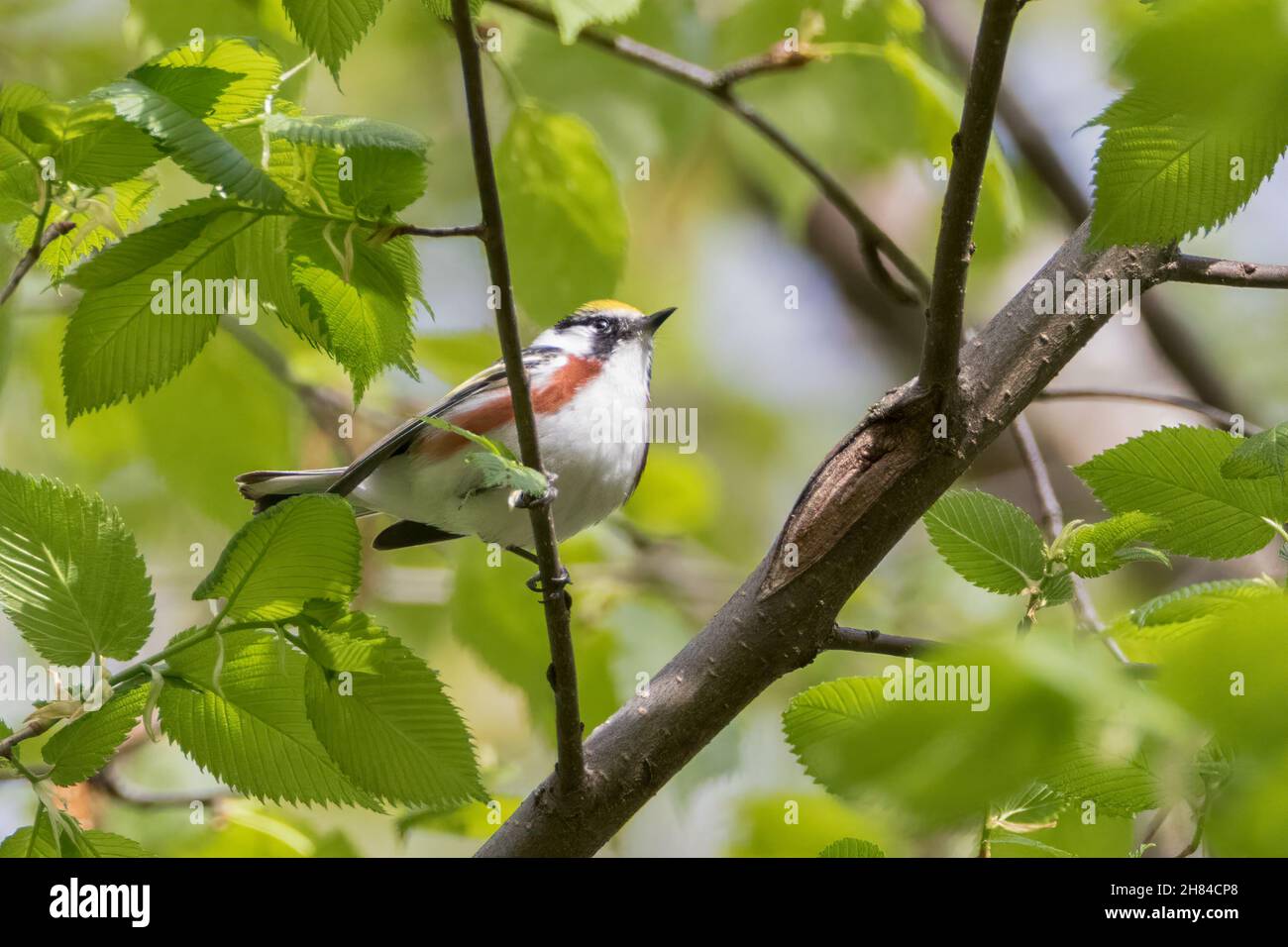 Paruline à flancs de châtaignier sur branche d'arbre en forêt Banque D'Images