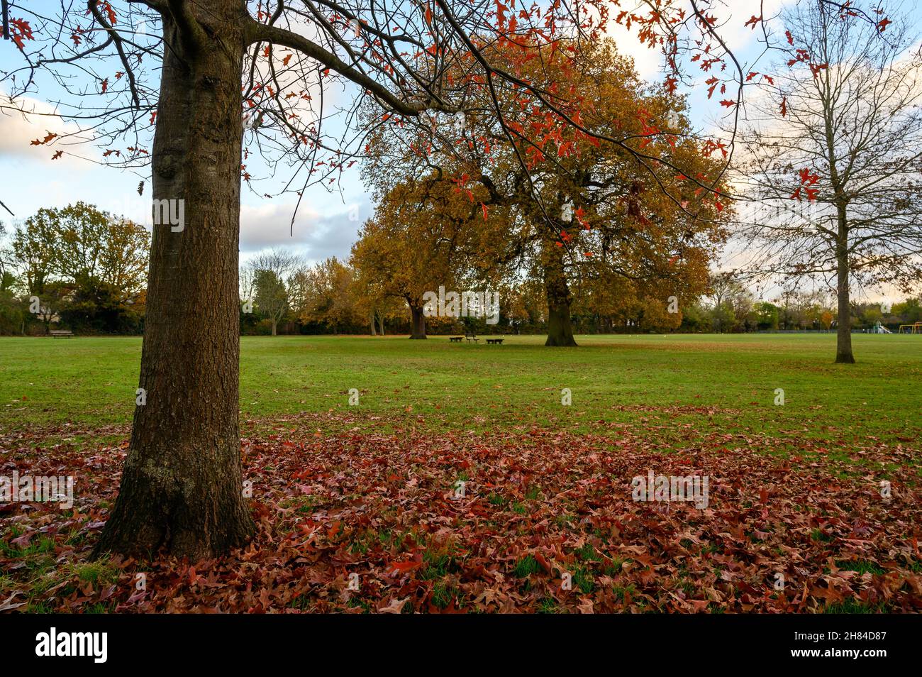 Arbres d'automne (automne) dans le terrain de loisirs de Blake à West Wickham, Kent, Royaume-Uni.Blake Recreation Ground est un parc public situé entre Eden Park et West Wickham. Banque D'Images