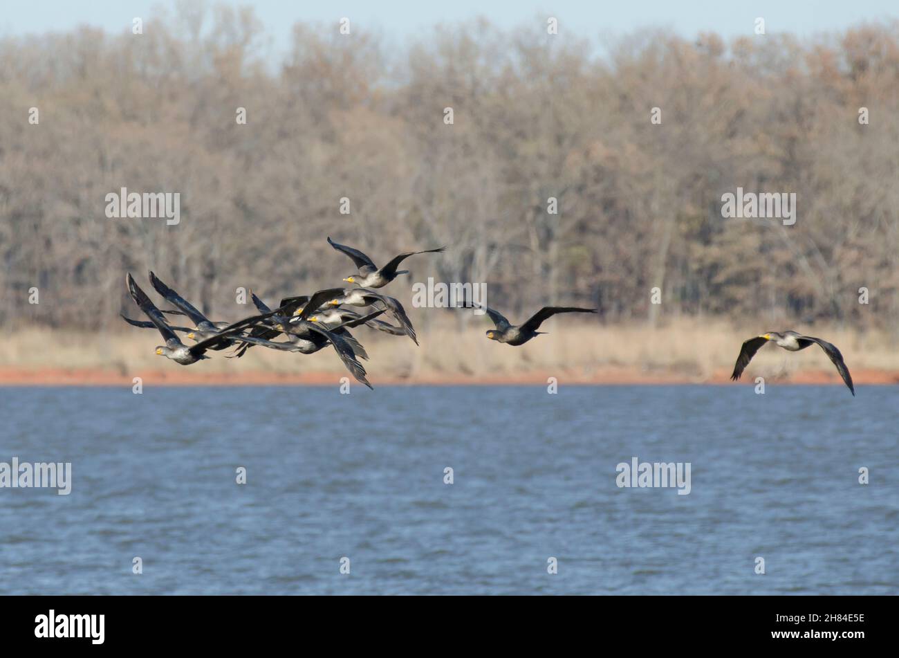 Cormorants à double crête, Phalacrocorax auritus, en vol Banque D'Images