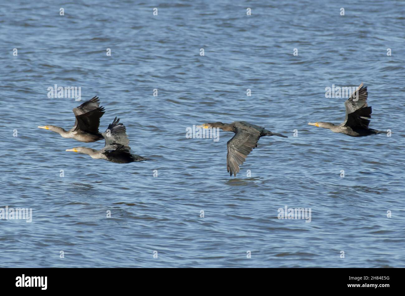 Cormorants à double crête, Phalacrocorax auritus, en vol Banque D'Images