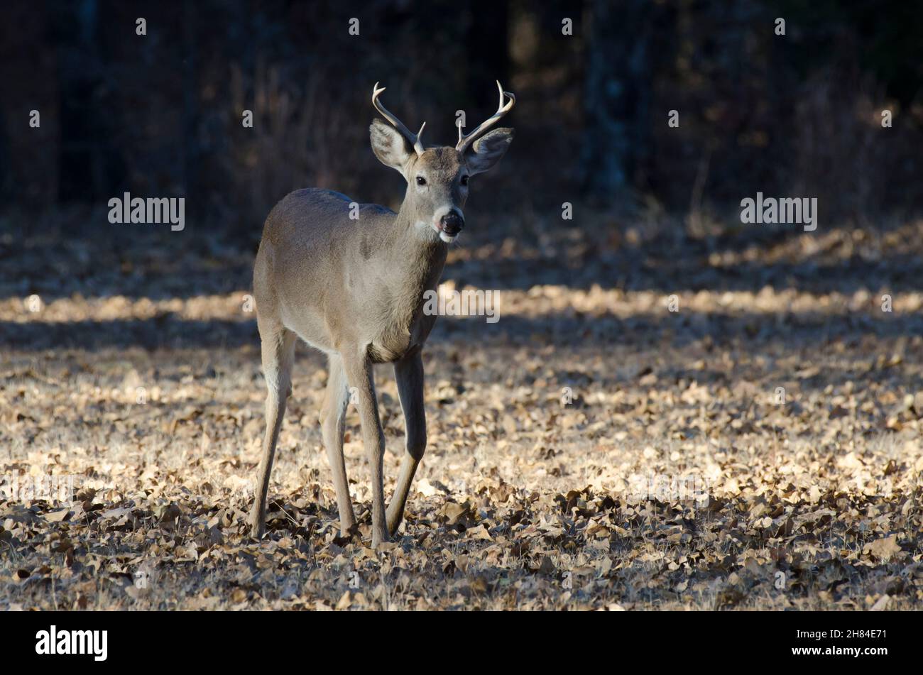 Cerf de Virginie, Odocoileus virginianus, buck Banque D'Images