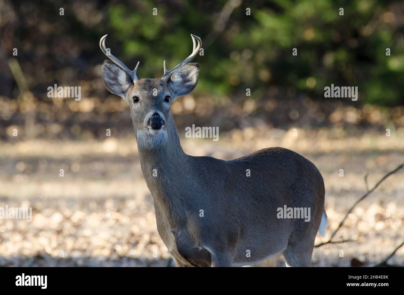 Cerf de Virginie, Odocoileus virginianus, buck Banque D'Images