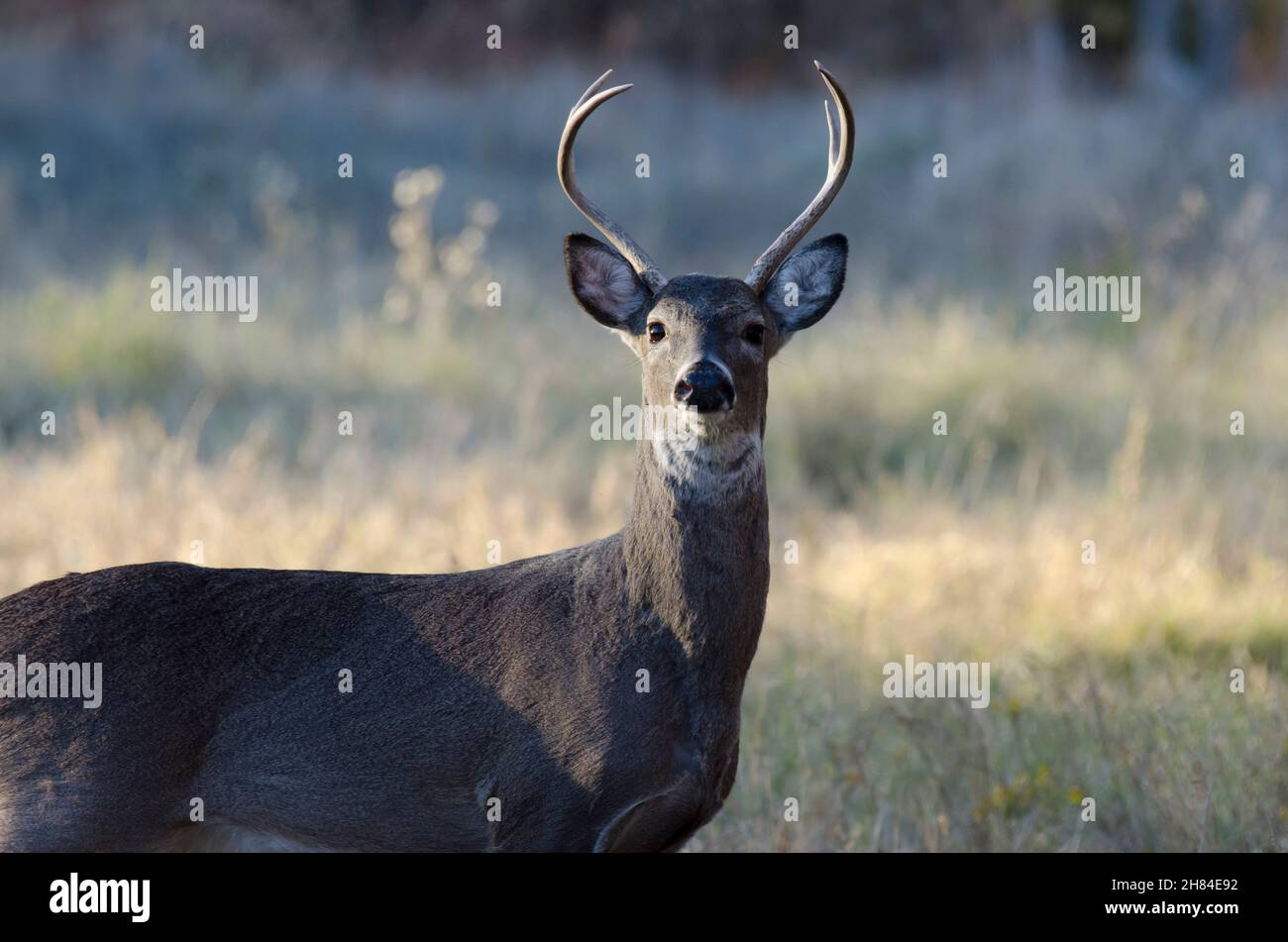 Cerf de Virginie, Odocoileus virginianus, buck Banque D'Images