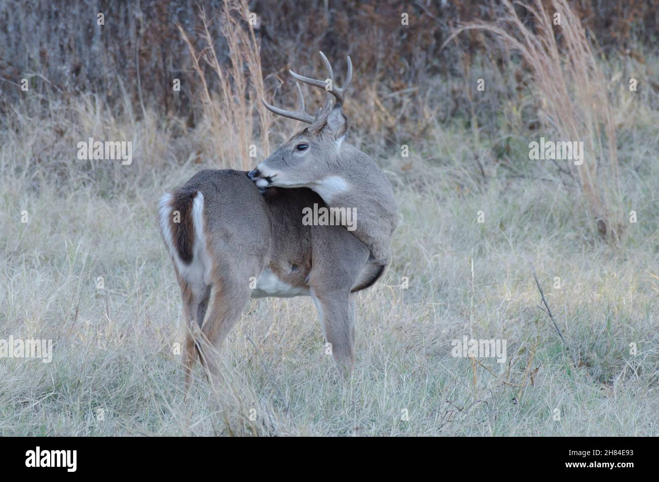 Cerf de Virginie, Odocoileus virginianus, buck Banque D'Images