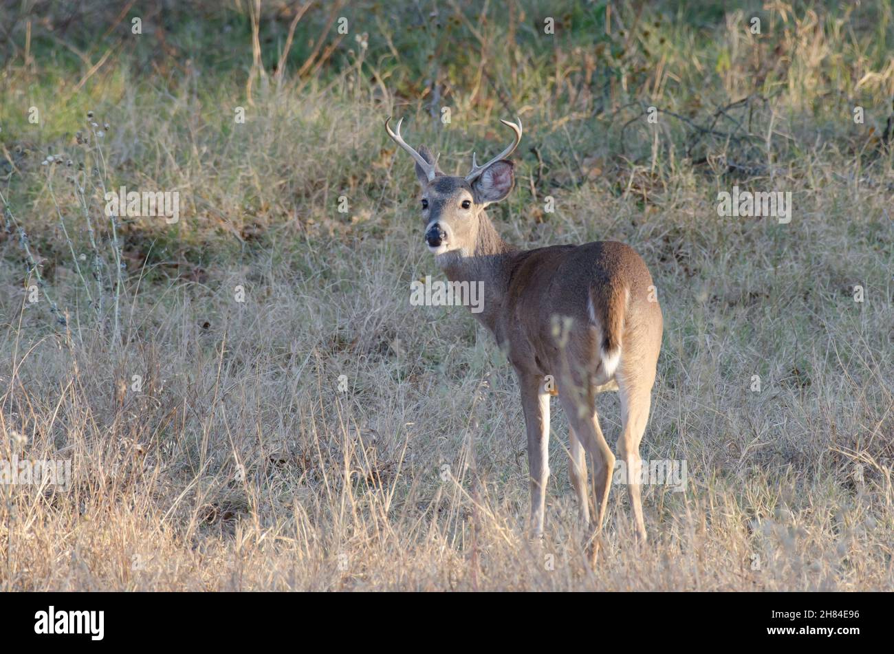 Cerf de Virginie, Odocoileus virginianus, buck Banque D'Images
