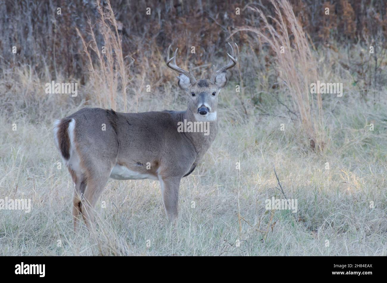 Cerf de Virginie, Odocoileus virginianus, buck Banque D'Images