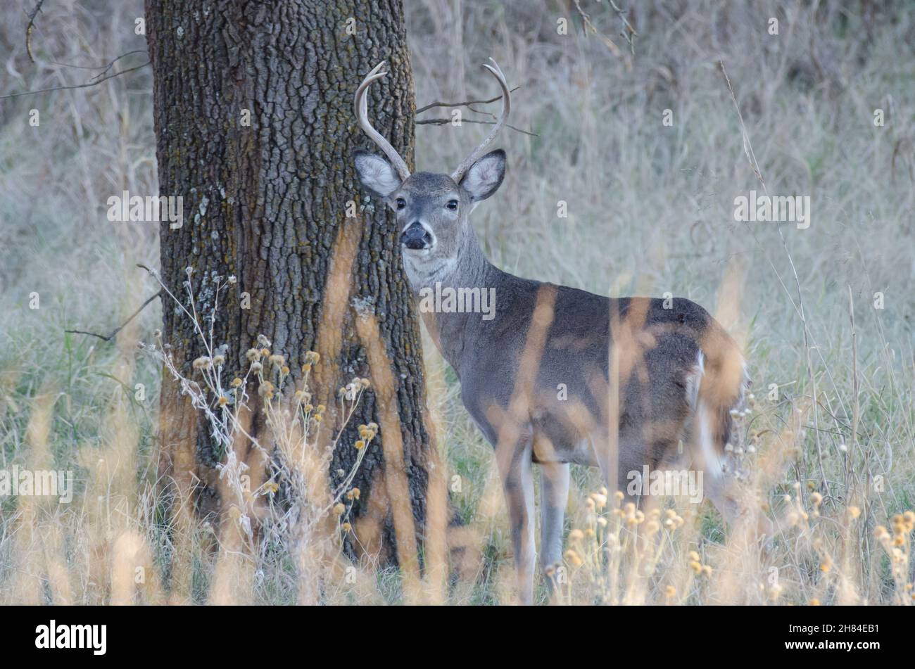 Cerf de Virginie, Odocoileus virginianus, buck Banque D'Images