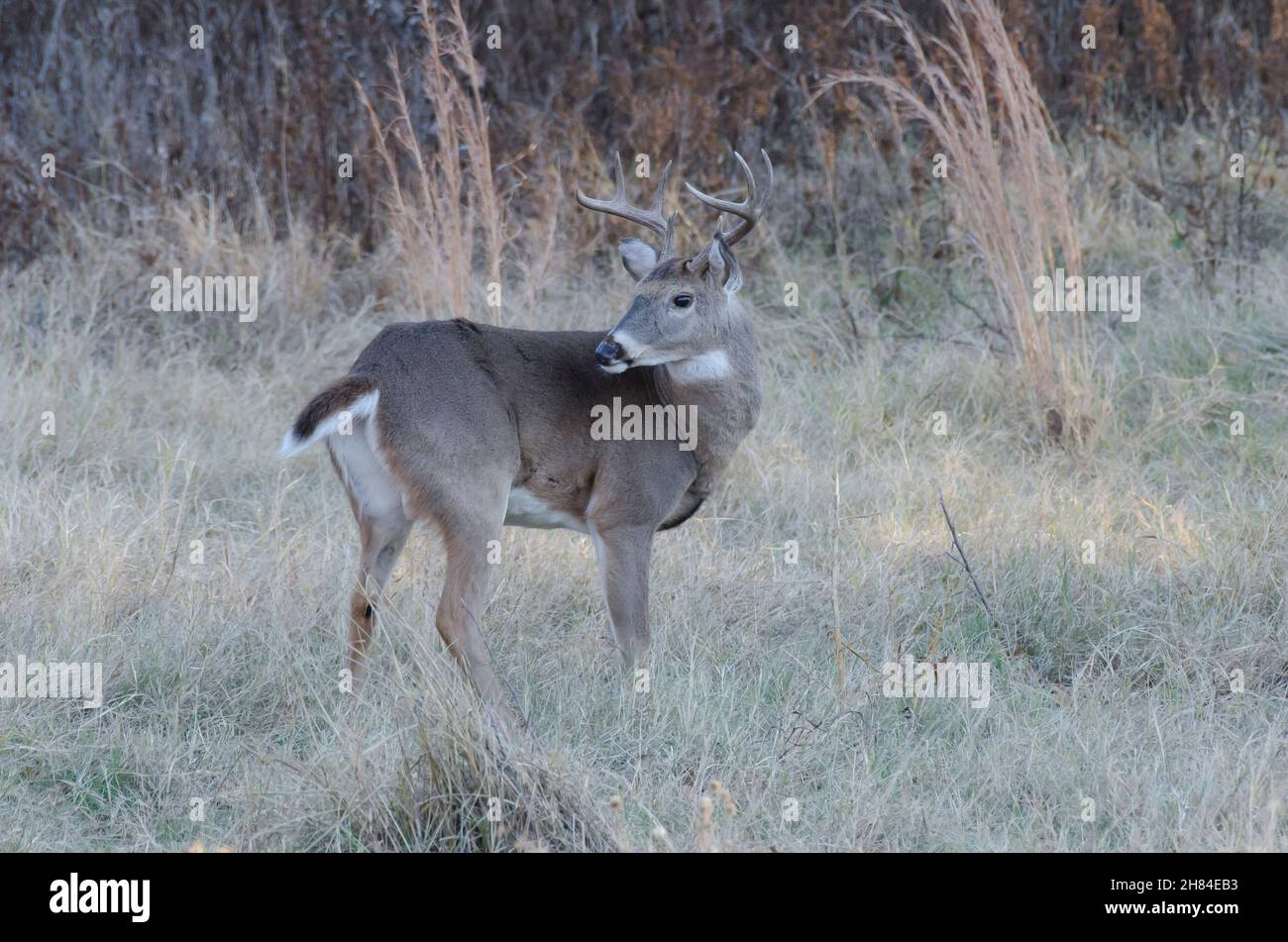 Cerf de Virginie, Odocoileus virginianus, buck Banque D'Images