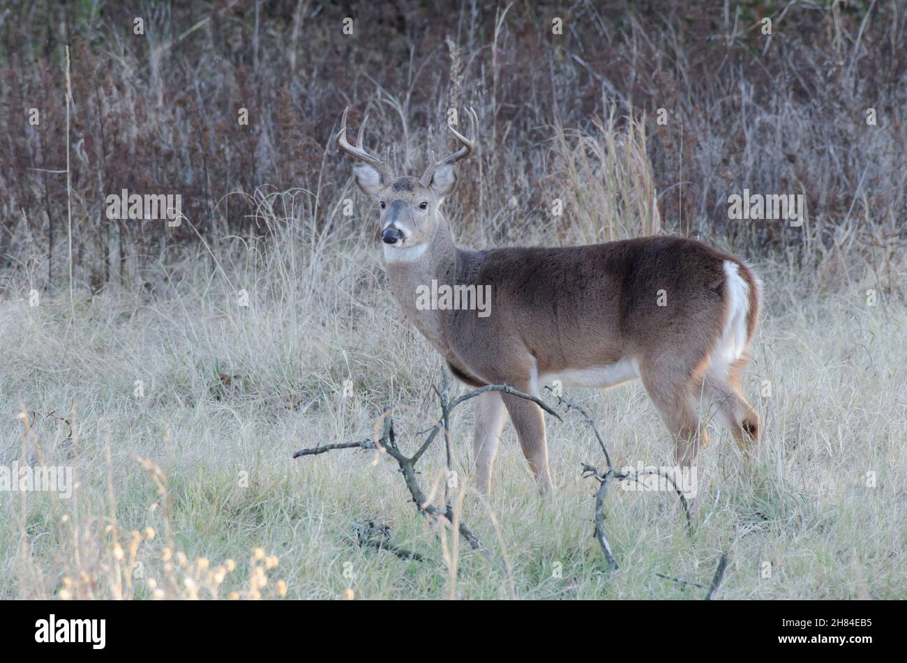 Cerf de Virginie, Odocoileus virginianus, buck Banque D'Images
