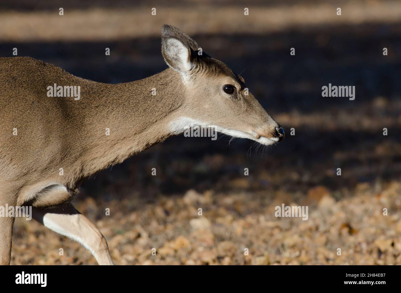 Le cerf de Virginie, l'Odocoileus virginianus, doe Banque D'Images