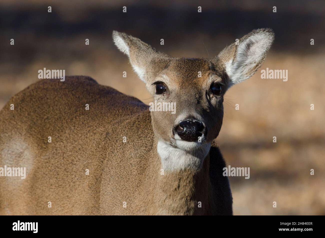 Le cerf de Virginie, l'Odocoileus virginianus, doe Banque D'Images