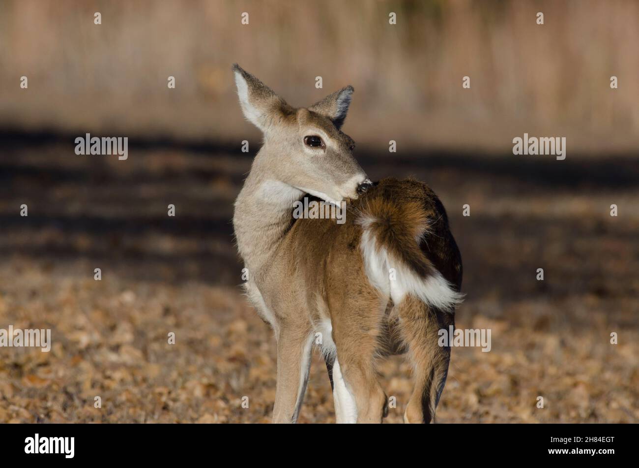 Cerf à queue blanche, Odocoileus virginianus, buck-bouton léchant en arrière Banque D'Images