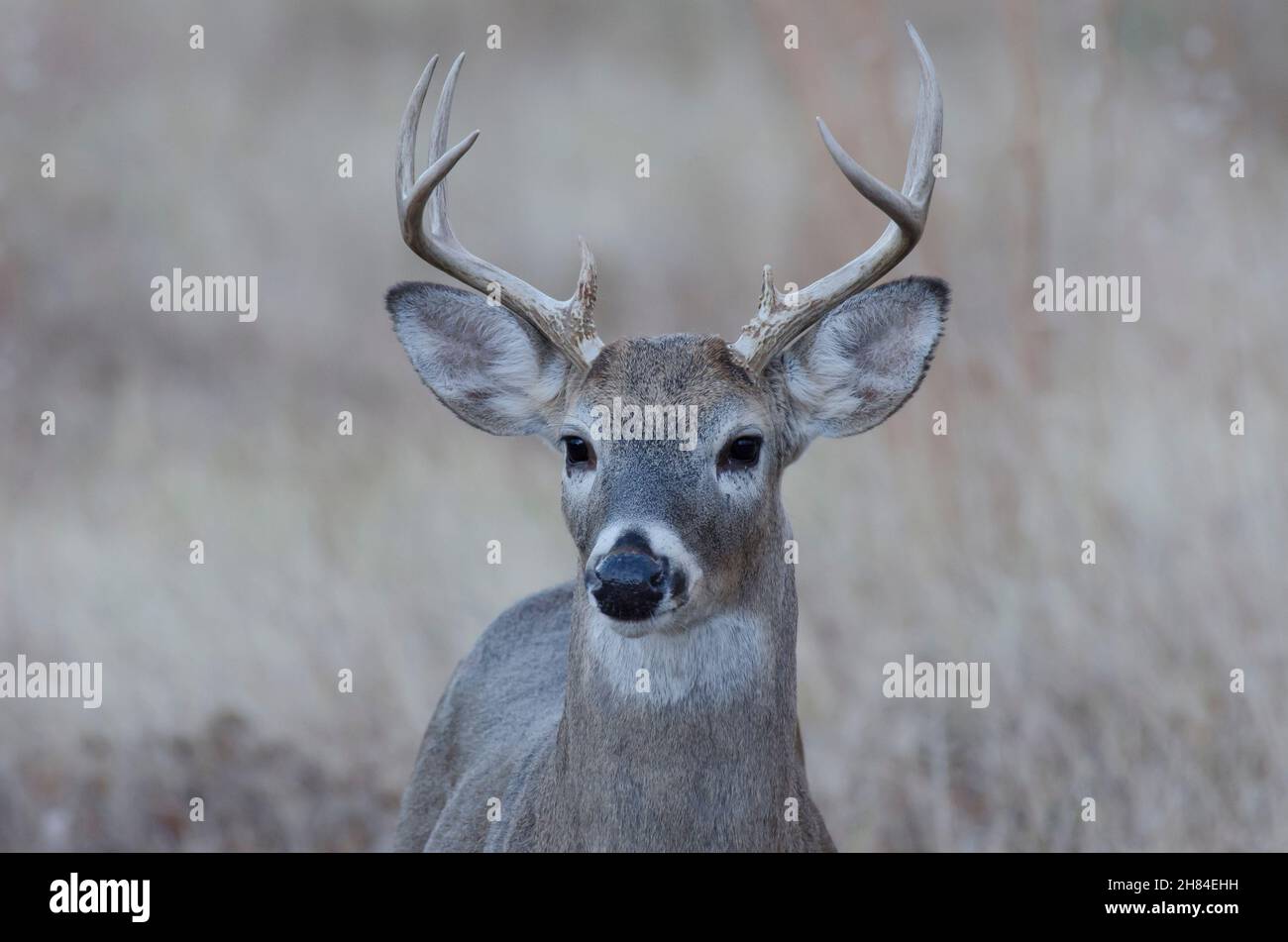 Cerf de Virginie, Odocoileus virginianus, buck Banque D'Images