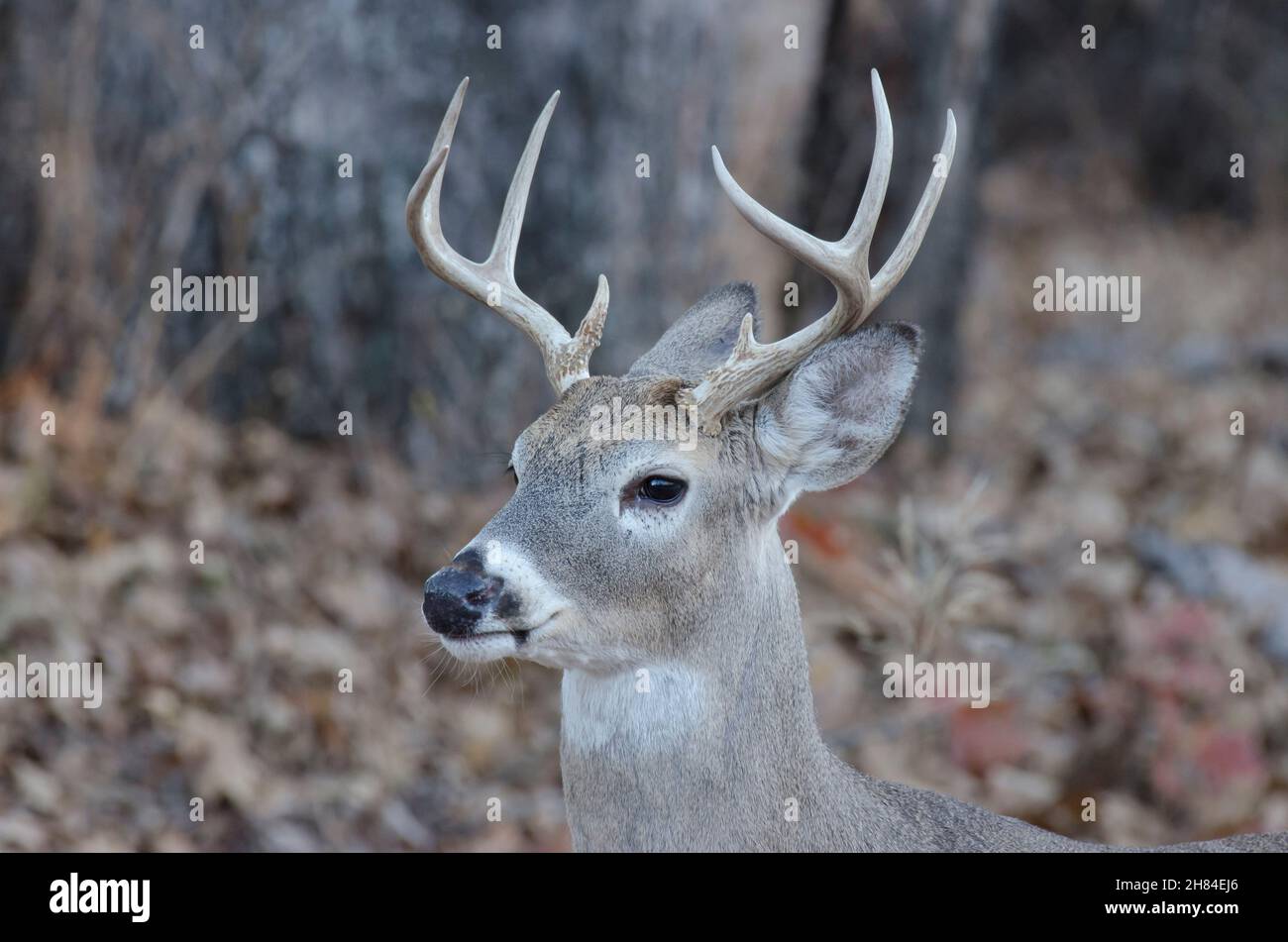 Cerf de Virginie, Odocoileus virginianus, buck Banque D'Images