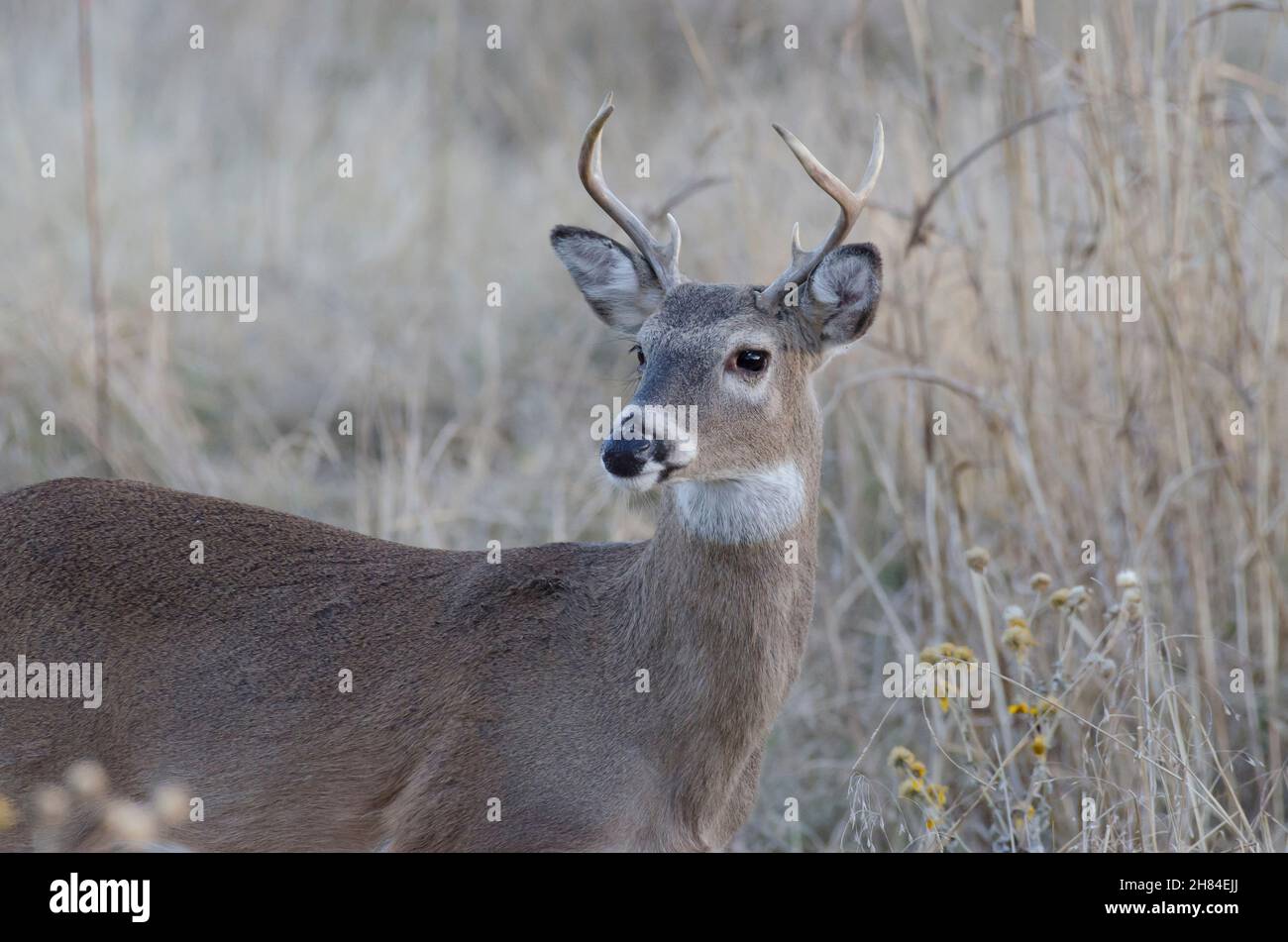 Cerf de Virginie, Odocoileus virginianus, buck Banque D'Images