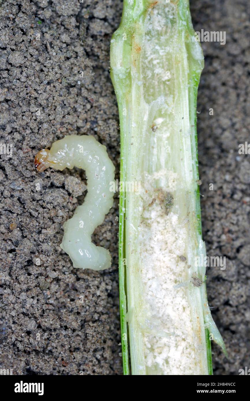 Larve de la mouche à tige Cephus pygmaeus (Cephidae).C'est un ravageur important des céréales. Banque D'Images