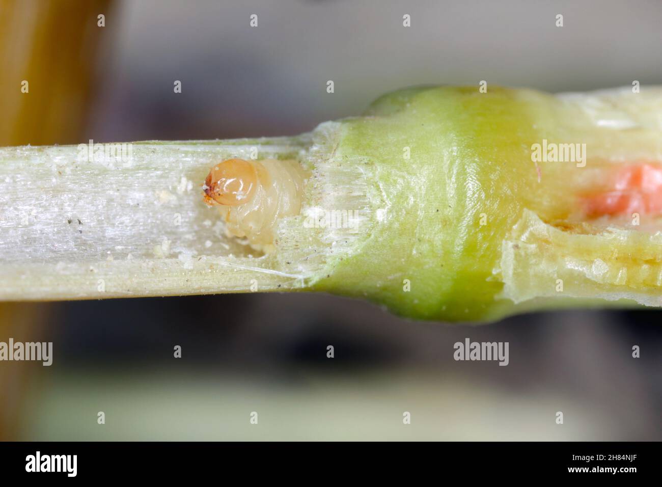 Larve de la tige de l'ensafeur Cephus pygmaeus (Cephidae) à l'intérieur de la tige des céréales.C'est un ravageur important des céréales. Banque D'Images