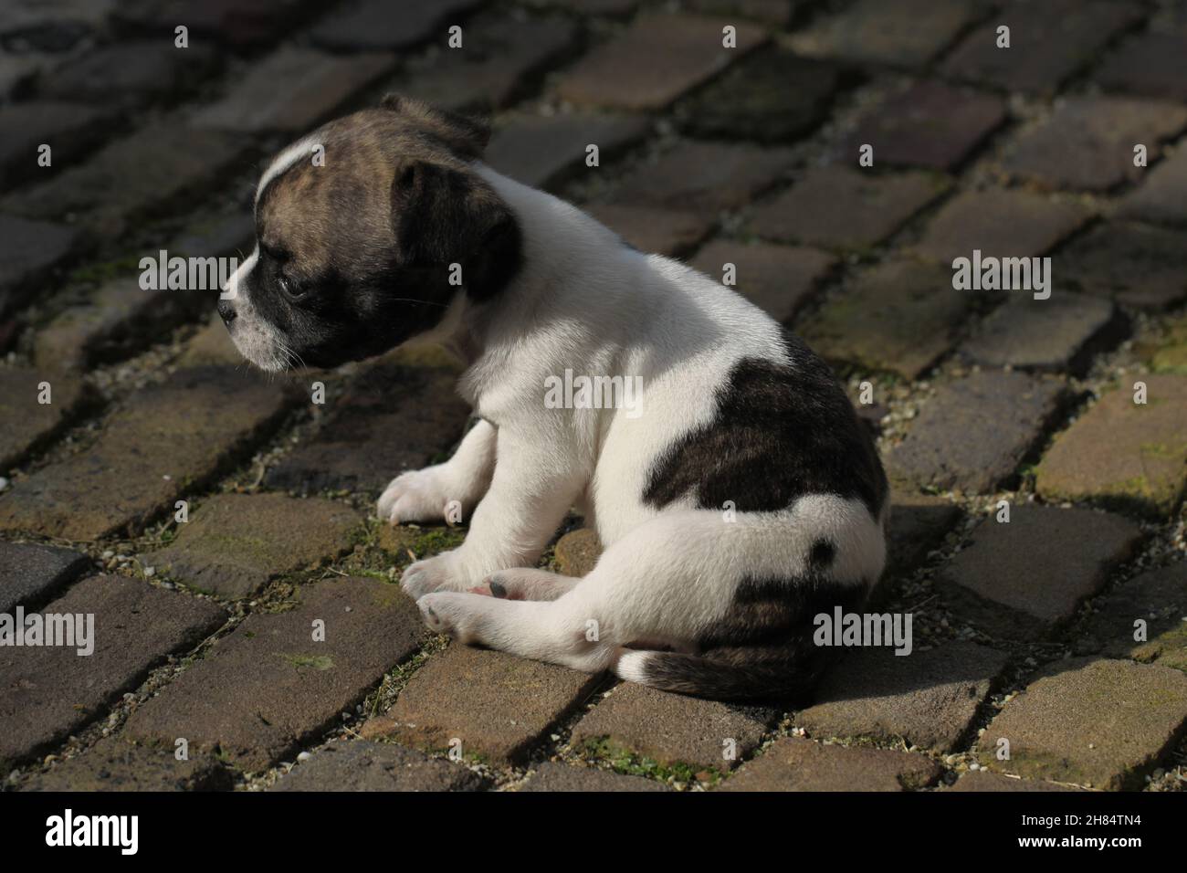 Un chiot Chibull de six semaines est assis sur le trottoir. Banque D'Images