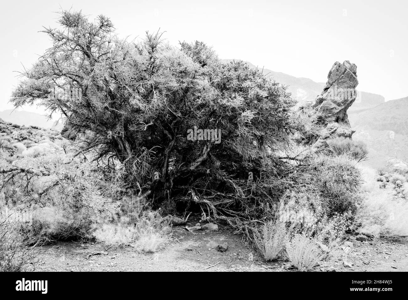 Une bague sèche, en gros plan.Noir et blanc.Ténérife.Îles Canaries.Espagne. Banque D'Images Une bague sèche, en gros plan.Noir et blanc.Ténérife.Îles Canaries.Espagne. Banque D'Images