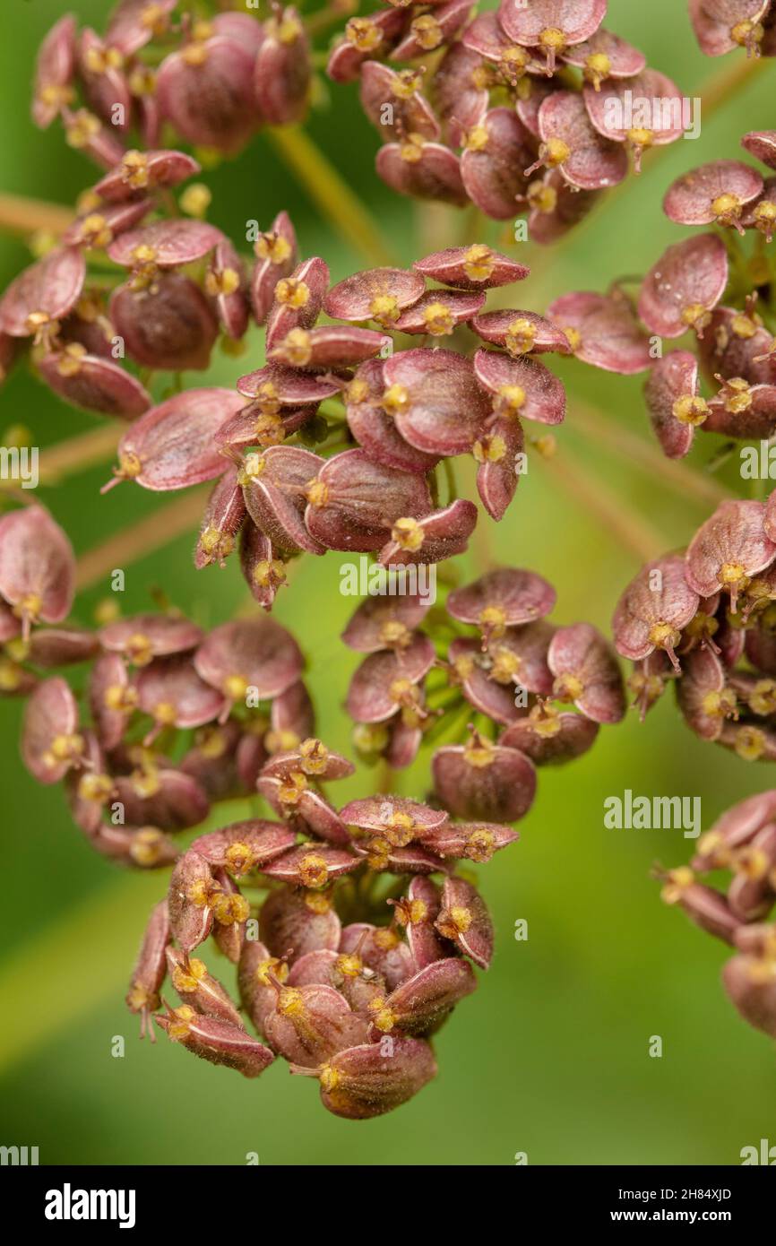 Très gros plan Heracleum sphondylium, herbe à herbe commune, semé en gros plan montrant les motifs et textures naturels dans l'environnement Banque D'Images