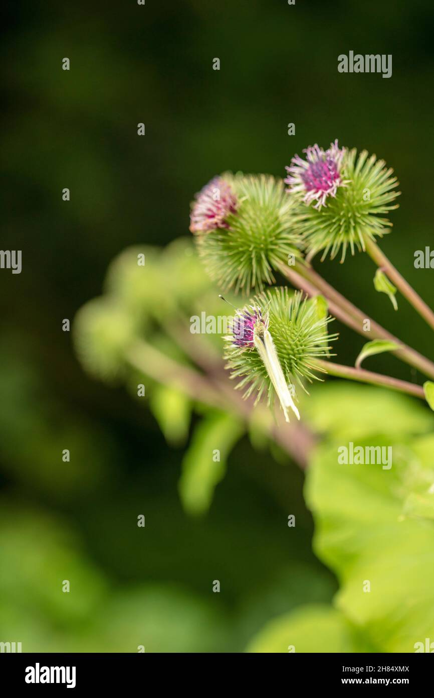 Chou blanc papillon sur le bois commun / Burdock. Portrait environnemental en gros plan naturel Banque D'Images