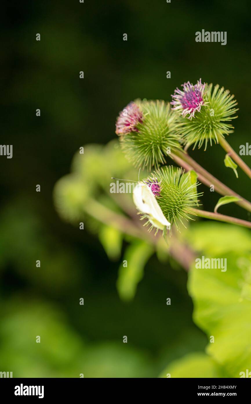 Chou blanc papillon sur le bois commun / Burdock. Portrait environnemental en gros plan naturel Banque D'Images