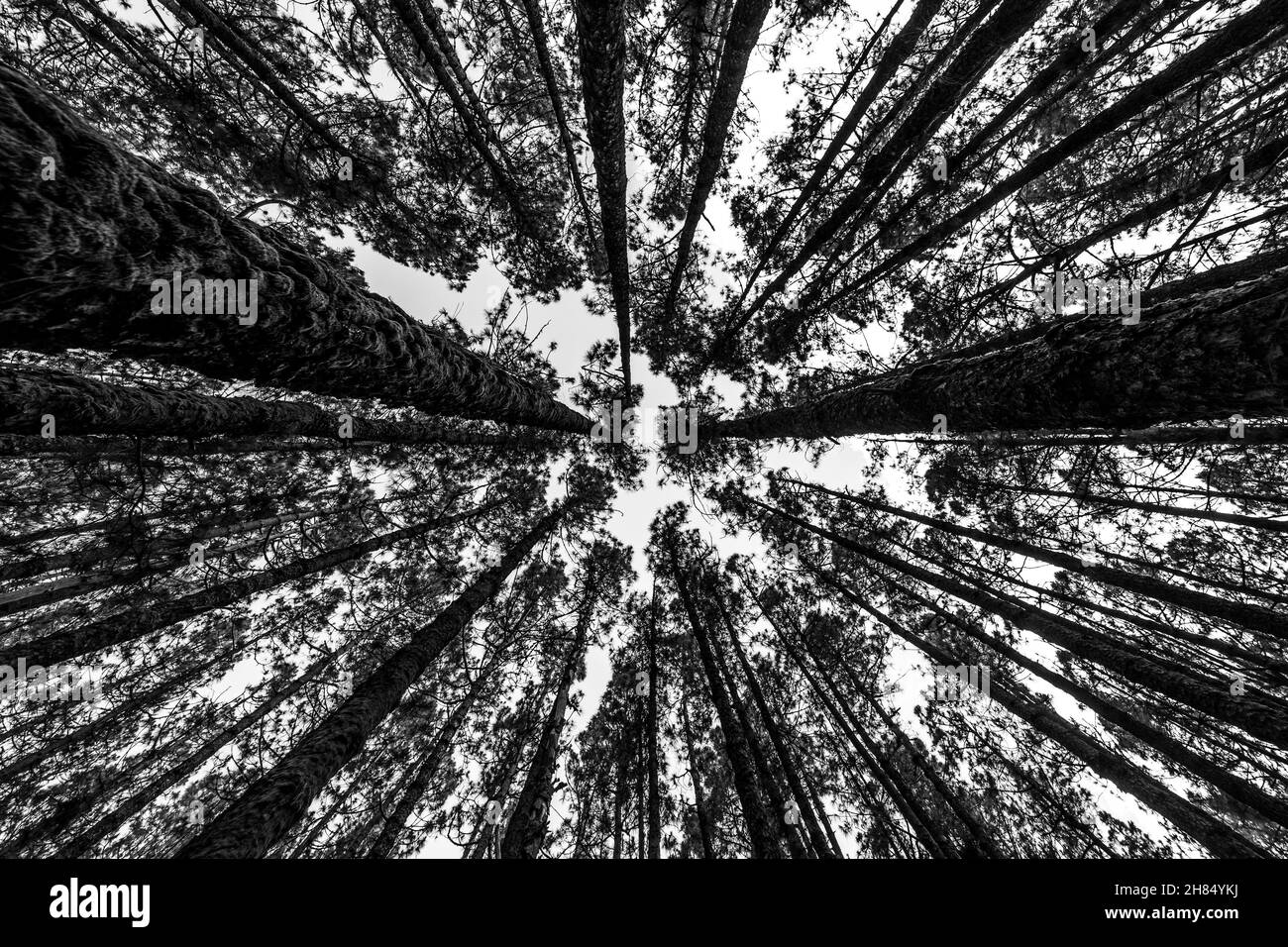 Le ciel à travers des pins relict dans la forêt d'Esperanza (Highland) (plus de 2000 mètres).Ténérife.Îles Canaries.Espagne.Noir et blanc. Banque D'Images Le ciel à travers des pins relict dans la forêt d'Esperanza (Highland) (plus de 2000 mètres).Ténérife.Îles Canaries.Espagne.Noir et blanc. Banque D'Images