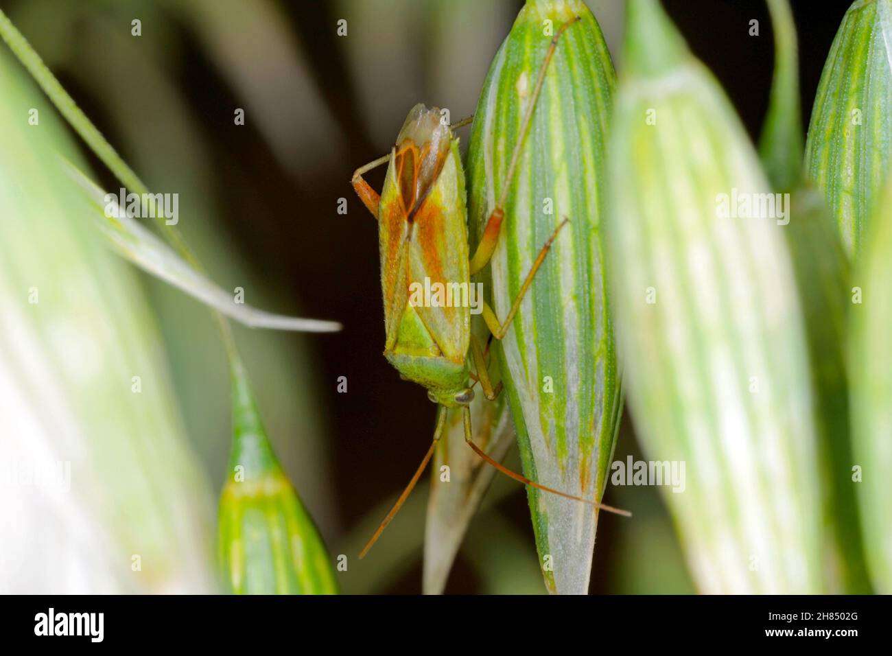 Insectes de l'herbe à lait (Hemiptera: Lygaeidae) suçant le jus d'avoine. Banque D'Images