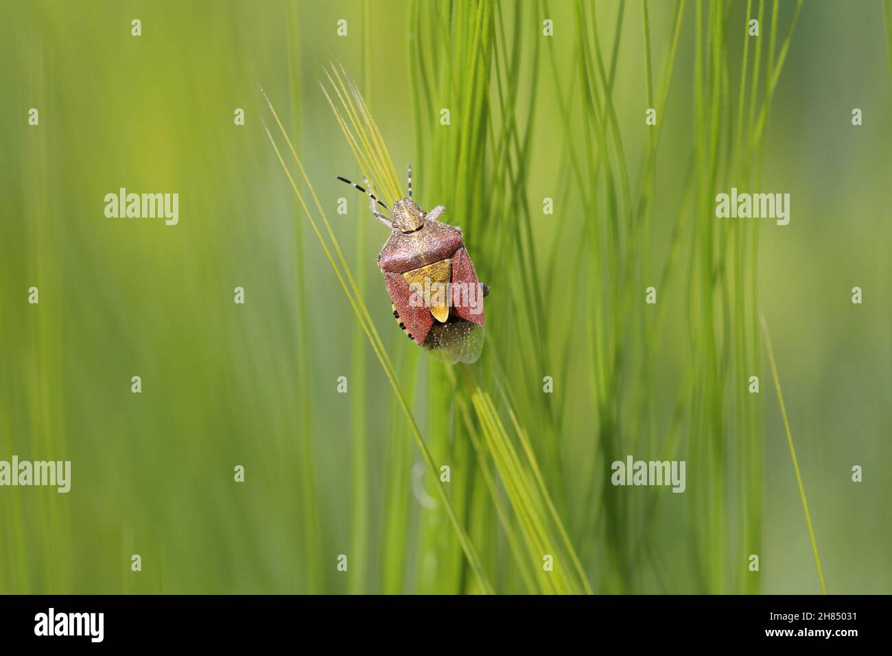 Dolycoris baccarum, la coccinelle, est une espèce de punaise de la famille des Pentatomidae sur l'orge Banque D'Images