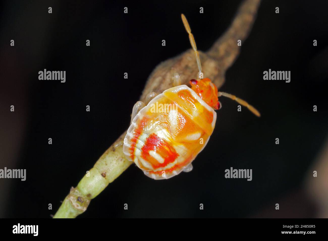 La jeune larve d'Eurygaster maura est une espèce de véritables insectes ou de punaises protégées appartenant à la famille des Scutelleridae.C'est un ravageur commun des céréales. Banque D'Images