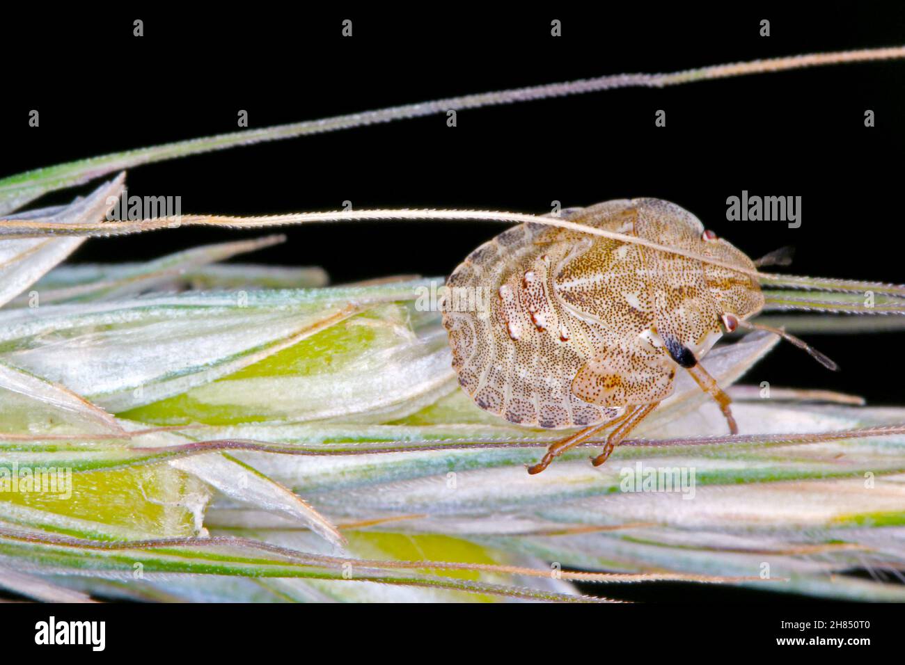 La larve d'Eurygaster maura est une espèce de véritables insectes ou de punaises protégées appartenant à la famille des Scutelleridae.C'est un ravageur commun des céréales. Banque D'Images