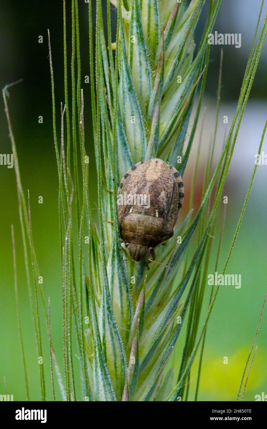 Eurygaster maura est une espèce de véritables insectes ou de punaises protégées appartenant à la famille des Scutelleridae.C'est un ravageur commun des céréales. Banque D'Images