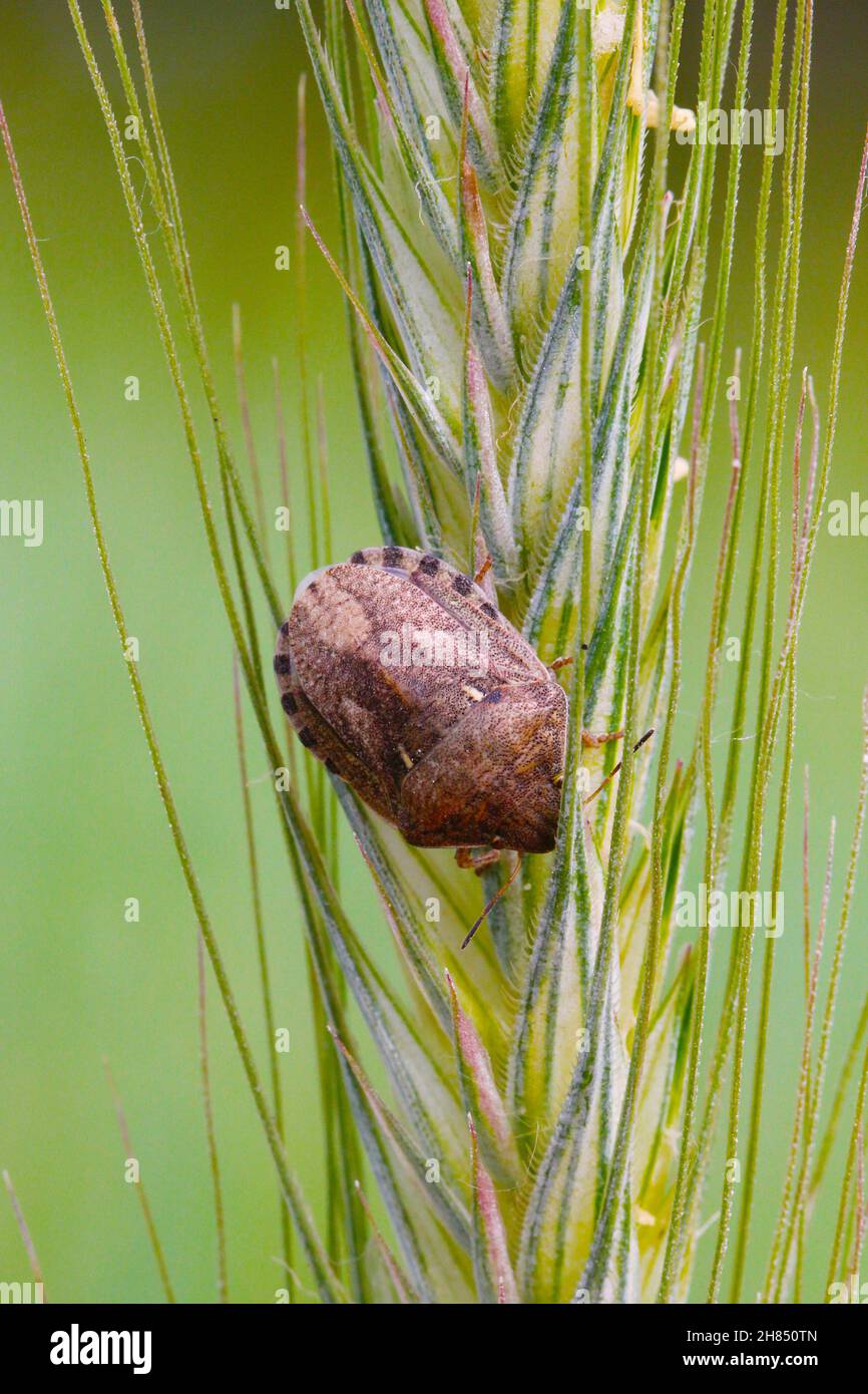 Eurygaster maura est une espèce de véritables insectes ou de punaises protégées appartenant à la famille des Scutelleridae.C'est un ravageur commun des céréales. Banque D'Images