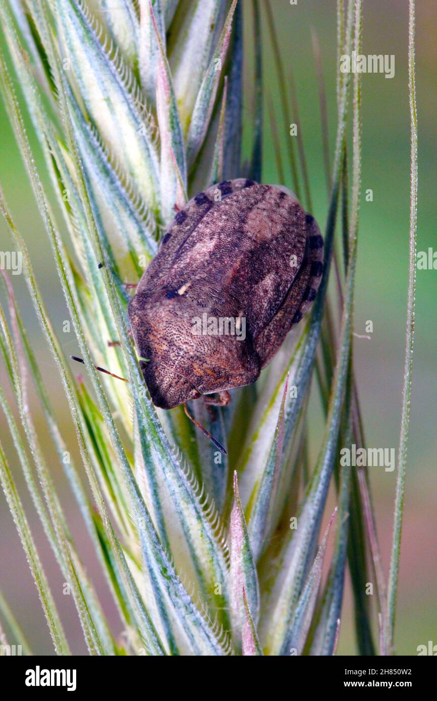 Eurygaster maura est une espèce de véritables insectes ou de punaises protégées appartenant à la famille des Scutelleridae.C'est un ravageur commun des céréales. Banque D'Images