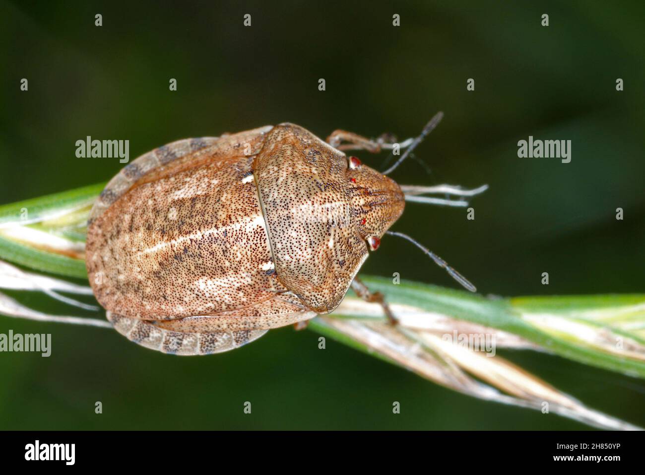 Eurygaster maura est une espèce de véritables insectes ou de punaises protégées appartenant à la famille des Scutelleridae.C'est un ravageur commun des céréales. Banque D'Images