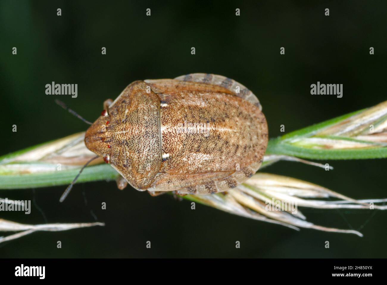 Eurygaster maura est une espèce de véritables insectes ou de punaises protégées appartenant à la famille des Scutelleridae.C'est un ravageur commun des céréales. Banque D'Images