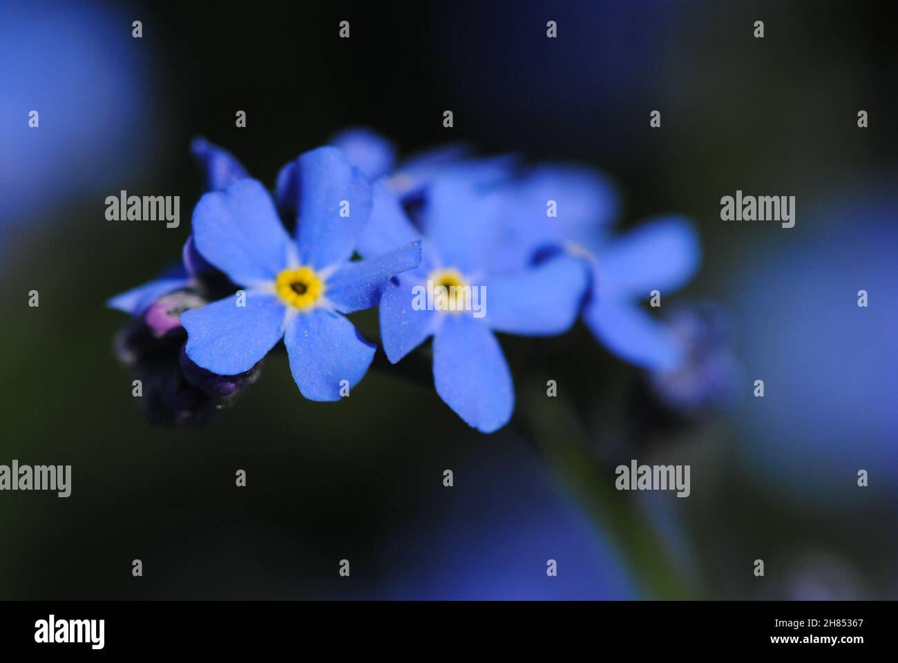 Photo sélective d'un alpine Forget-me-Not Banque D'Images