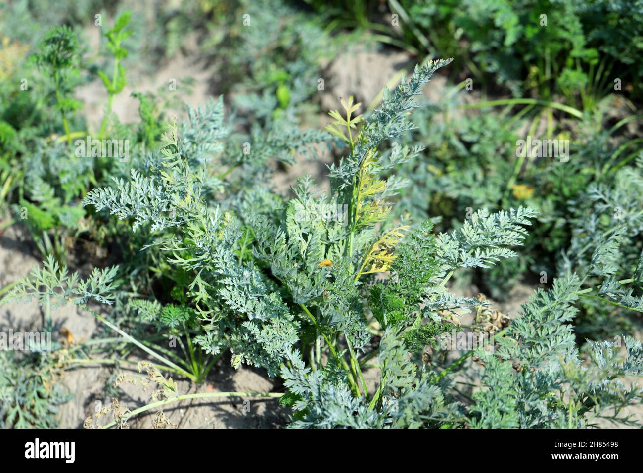 Les feuilles d'une plante de carotte infestée par le mildiou poudreux causé par l'heracléion d'Erysiphe. Banque D'Images