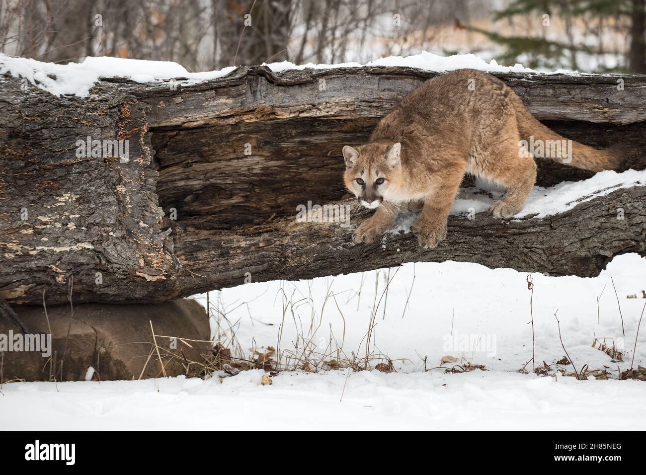 Cougar femelle (Puma concolor) prêt à sauter hors de Hollow Log Winter -  animal captif Photo Stock - Alamy