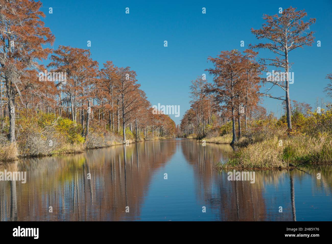 Canal Suwanee à la fin de l'automne, réserve naturelle nationale d'Okefenokee, Folkston, Géorgie, États-Unis Banque D'Images