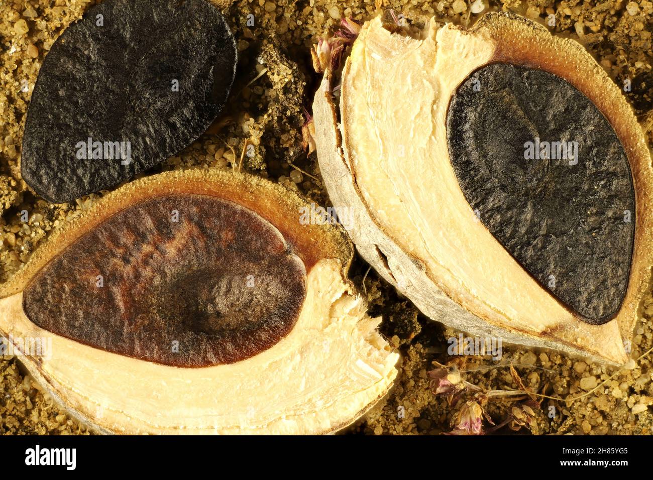 Vue macro sur les fruits et les graines de Needlebush (Hakea sericea).Usine australienne Banque D'Images