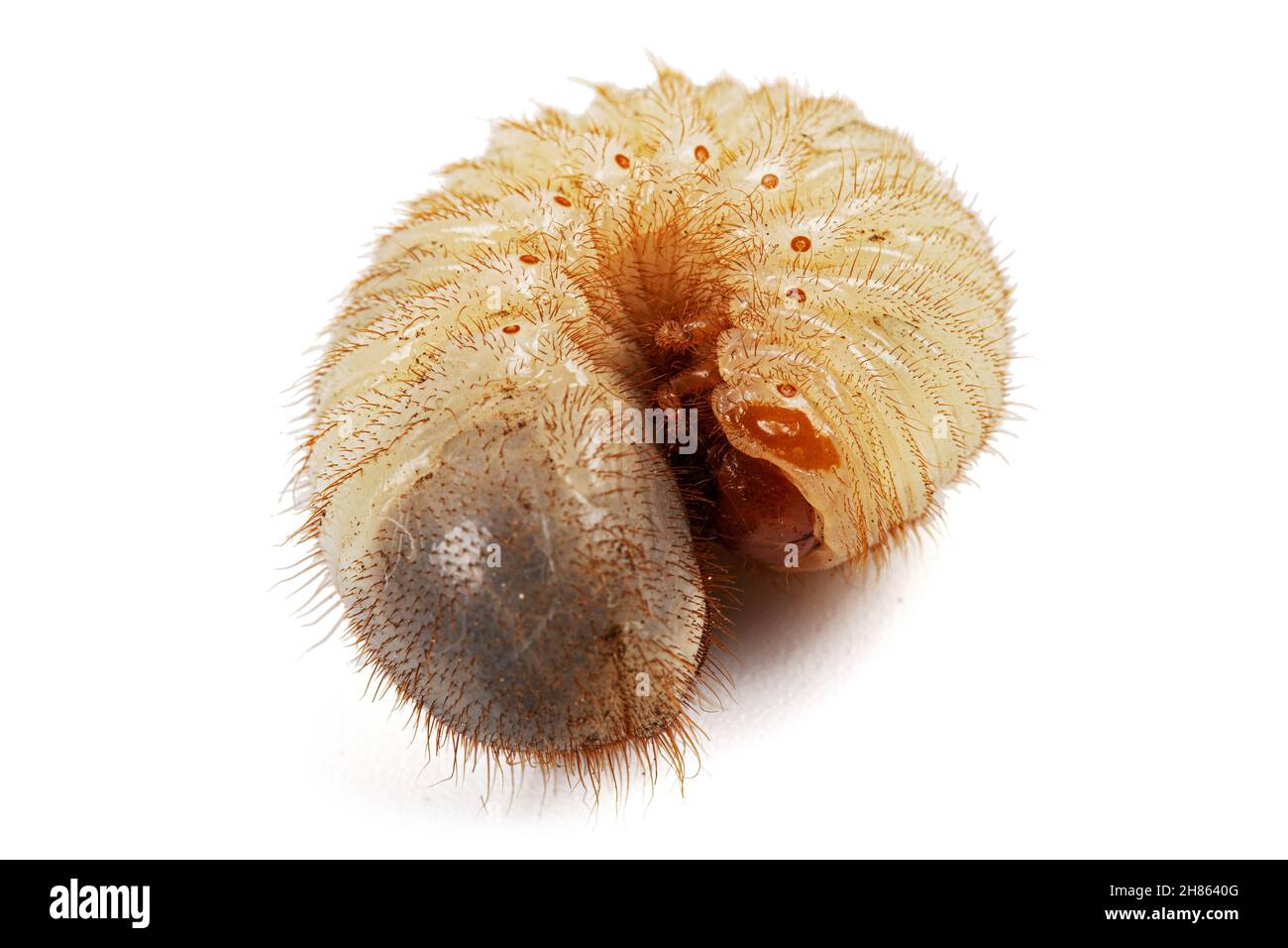 Mai scarabée larvas, lat.Melolontha , Phyllophaga, isolé sur fond blanc Banque D'Images