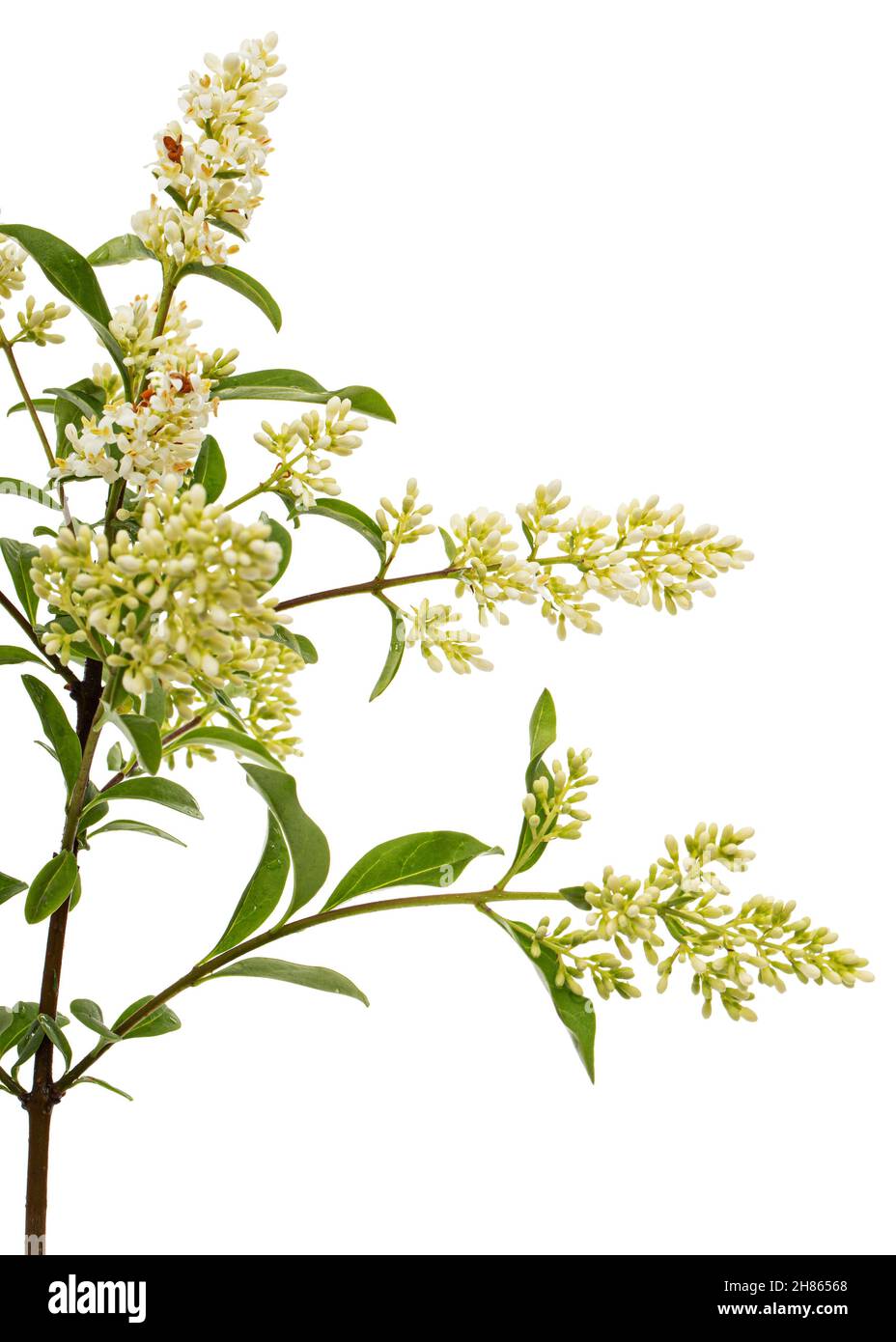 Inflorescence de privet, lat.Ligustrum, isolé sur fond blanc Banque D'Images