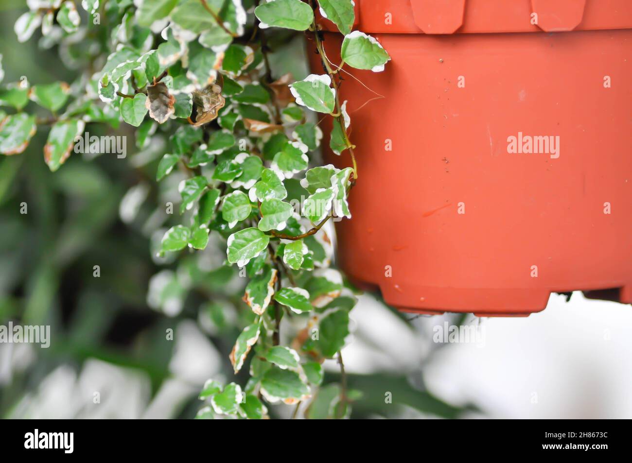 Ficus pumila L, figues grimpantes ou plantes DE MORACEAE Banque D'Images