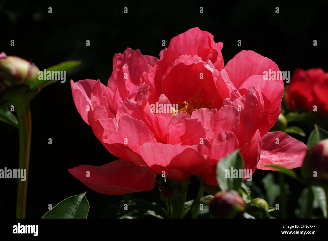 Paeonia Ellen Cowley.Fleur de pivoine rose semi-double. Banque D'Images